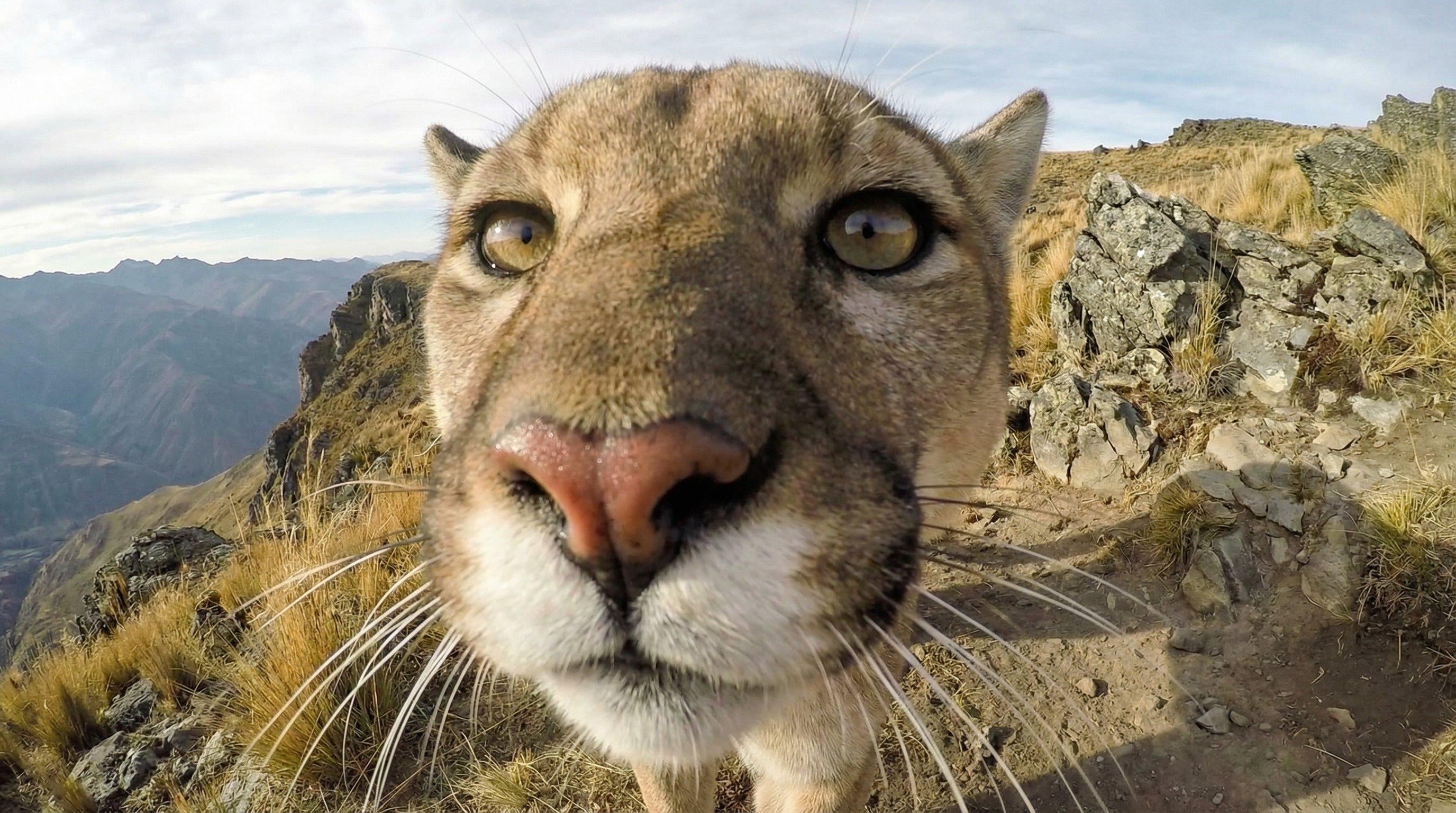 Cougar Face Amber Eyes Mountain Landscape
